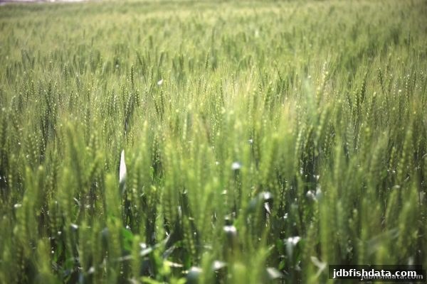 网上娱乐平台避坑实测：jdb捕鱼试玩带你深度拆解流量真相