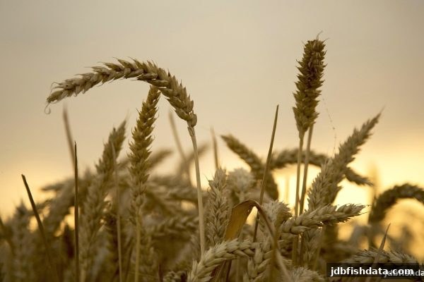 jdb捕鱼试玩平台：ERC20充值风险控制与资金安全全面指南