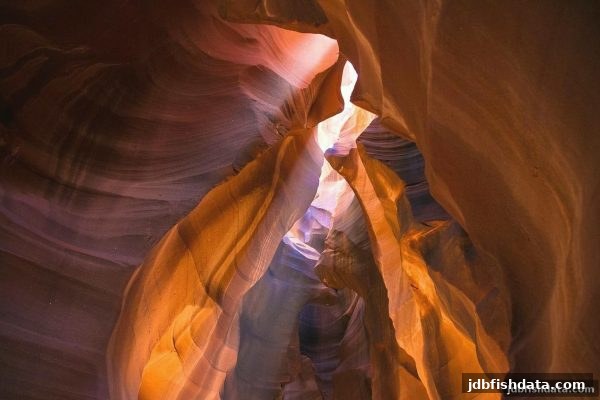 jdb捕鱼试玩平台特殊符号深度解析：Wild、Scatter与Multiplier的实战指南
